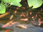 IMG_1976.jpg