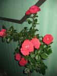 IMG_1494.jpg